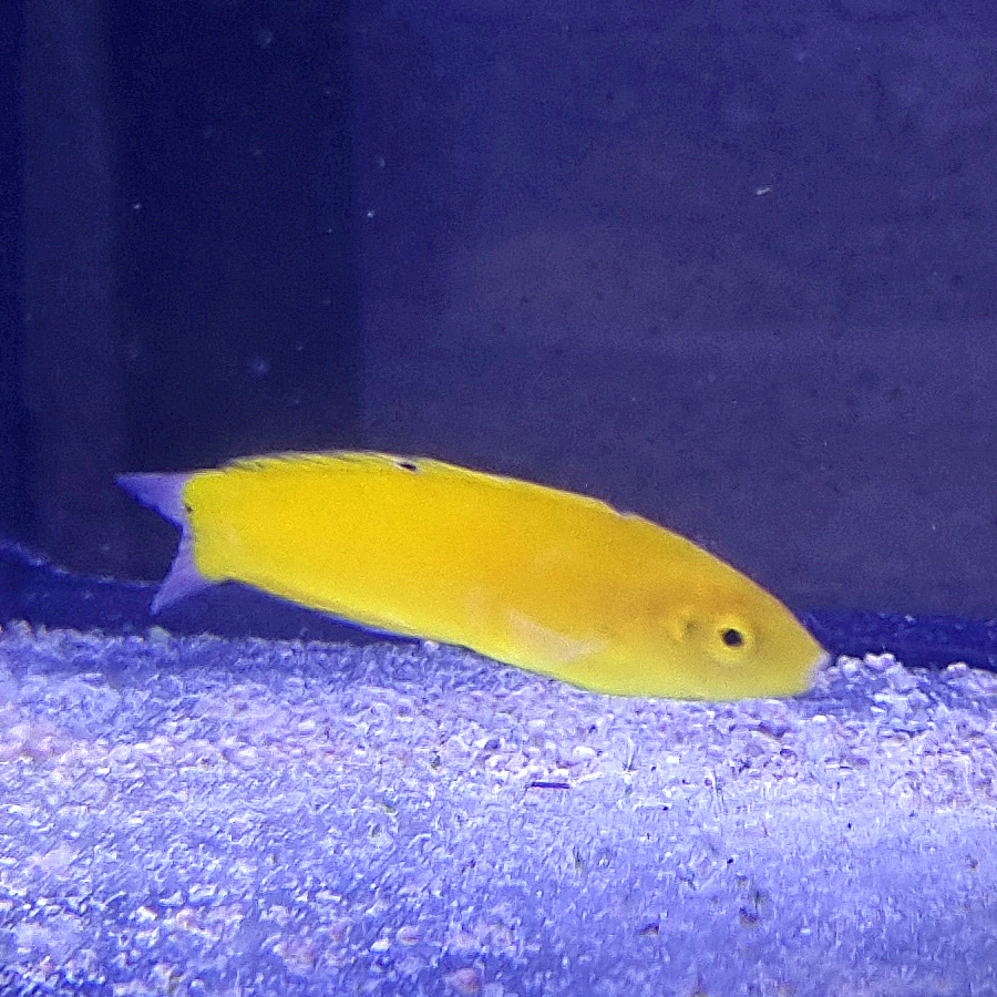 Halichoeres chrysus