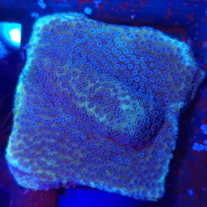 Montipora Blueberry Pie