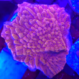 Montipora Danae Premium
