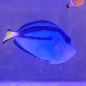Paracanthurus hepatus