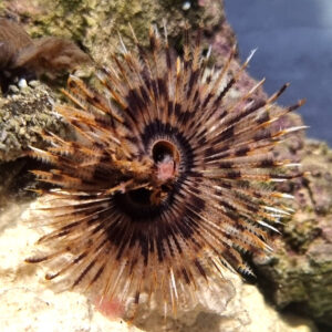 Sabellastarte sanctijosephi Rurówka