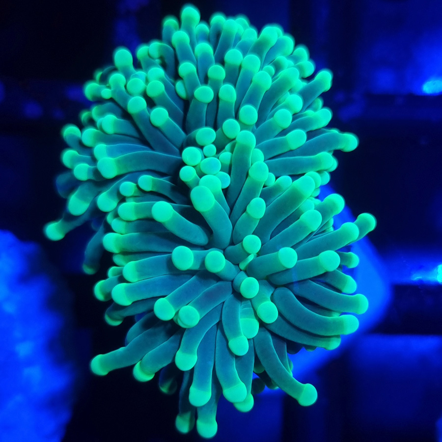 Euphyllia Cristata Mint Green