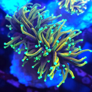 euphyllia glabrescens dragon soul