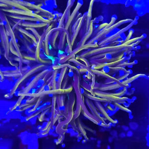 Euphyllia Glabrescens New York Knicks 1H #621