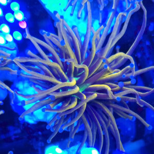 euphyllia glabrescens New York Knicks