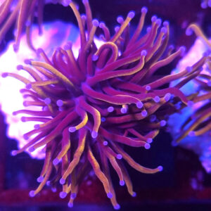 Euphyllia Glabrescens Indo Gold 1H #E245