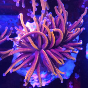 euphyllia glabrescens indo gold blue tips