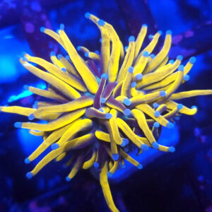 euphyllia glabrescens golden torch 24k