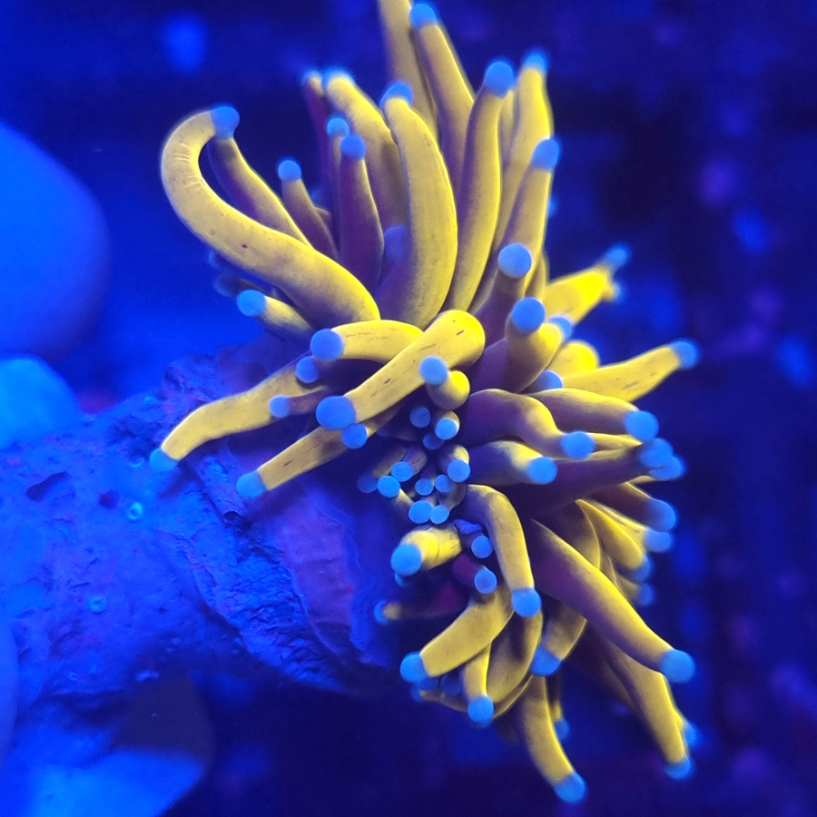 euphyllia glabrescens golden torch 24k
