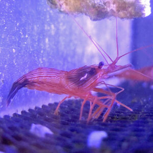 Krewetka Lysmata Wurdemanni