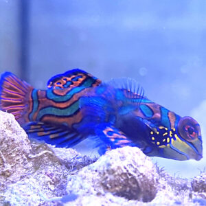 Synchiropus Splendidus Mandaryn wspaniały