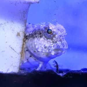 Salarias Fasciatus