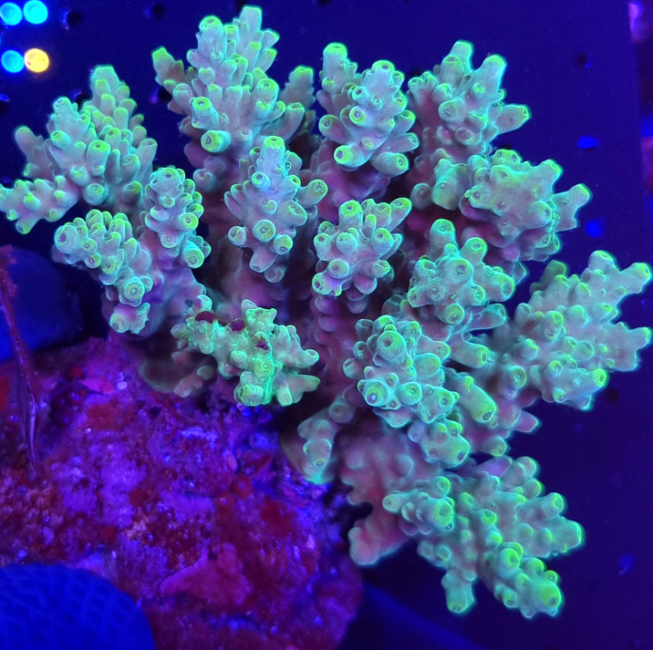 Acropora