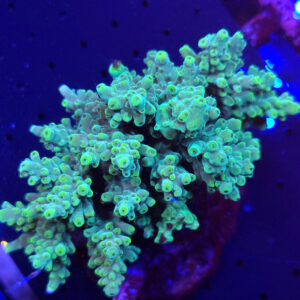 Acropora