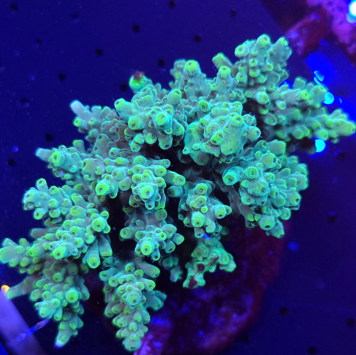 Acropora