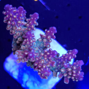 Acropora