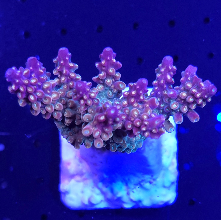 Acropora