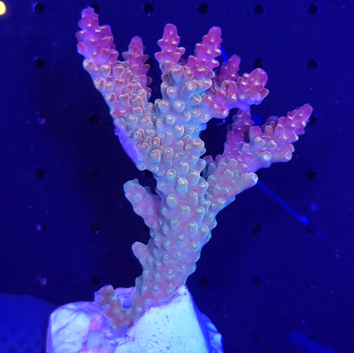 Acropora