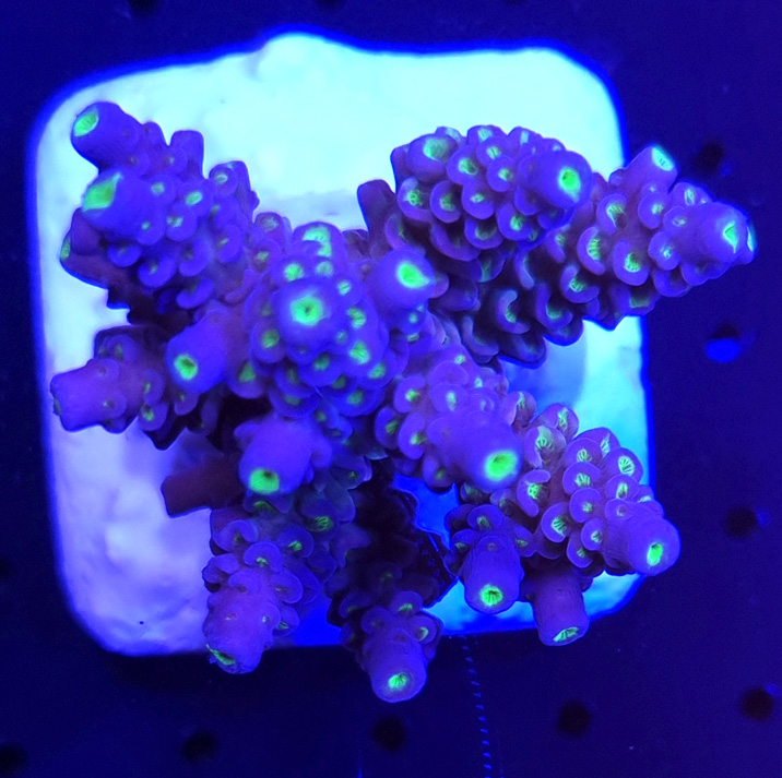 Acropora