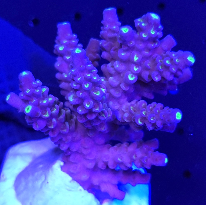 Acropora