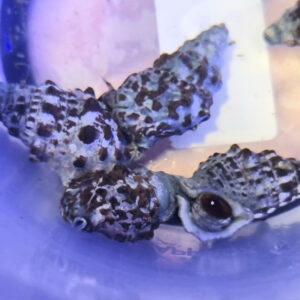 Cerithium caeruleum