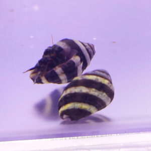 Engina mendicaria bumble bee