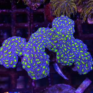 Euphyllia Ancora Green/Blue #986