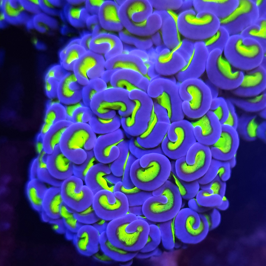 Euphyllia Ancora Green/Blue #986 - obrazek 2