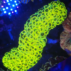 Euphyllia Ancora Yellow #985