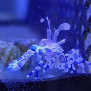 Krewetka Hymenocera Elegans Harlequin Shrimp