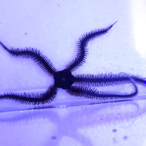 Ophiocomina scolopendrina wężowidło