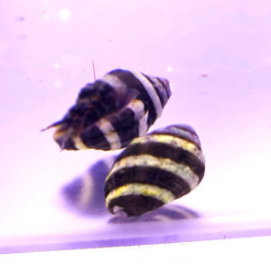 Pusiostoma engina bumble bee
