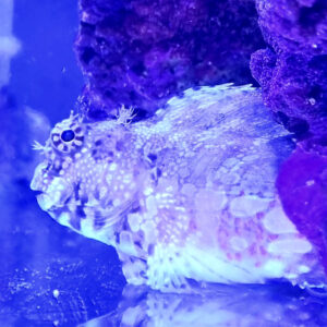 Salarias Fasciatus