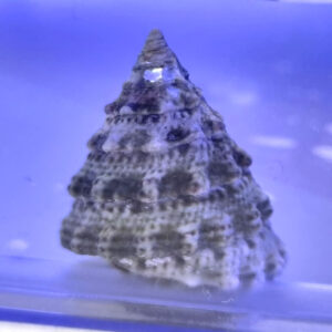 Trochus Histrio Christmas Tree Snail