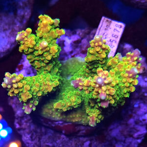 Acropora Rainbow