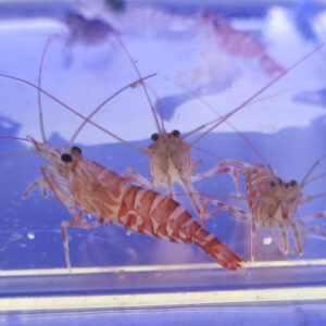 lysmata kuekentali krewetka