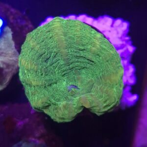 Scolymia Austarlis #SA1