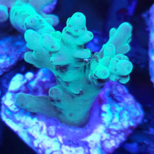 Acropora