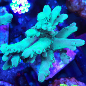 Acropora