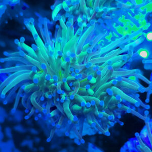 Euphyllia glabrescens toxic green