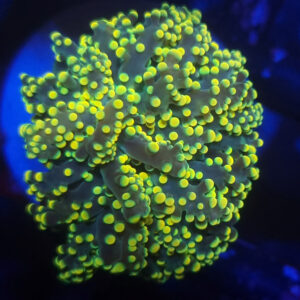 Euphyllia Yaeyamaensis Yellow 1H #396