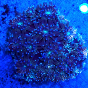 Galaxea fascicularis