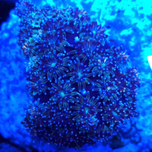 Galaxea fascicularis