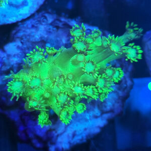 Goniopora green yellow fluo