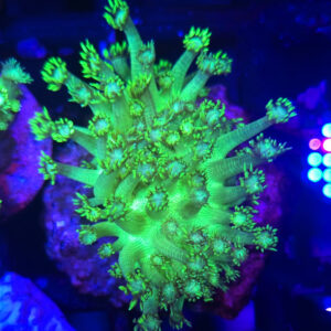 Goniopora green yellow fluo