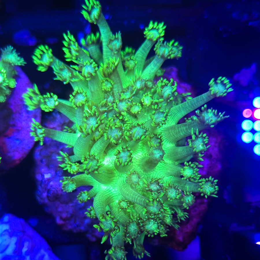 Goniopora green yellow fluo