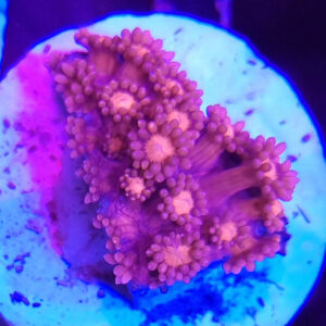 Goniopora czerwona