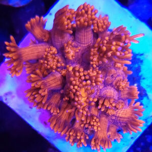 Goniopora red