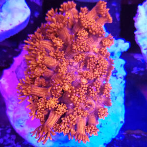 Goniopora red