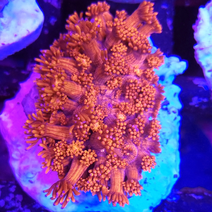 Goniopora red
